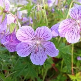 Geranium pratense 'Ilja'