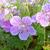 Geranium pratense 'Ilja'