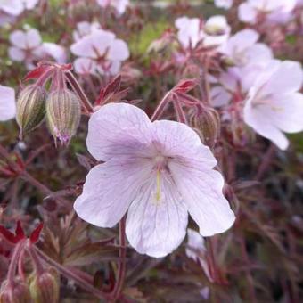 Geranium pratense 'Marshmallow'