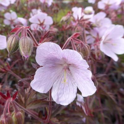 Geranium pratense 'Marshmallow' - 