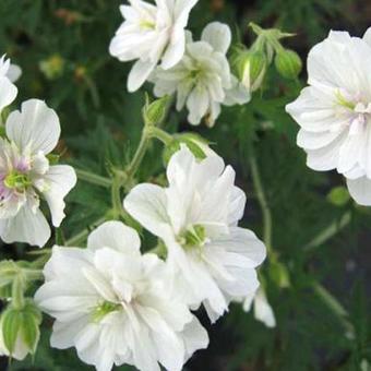 Geranium pratense 'Plenum Album'