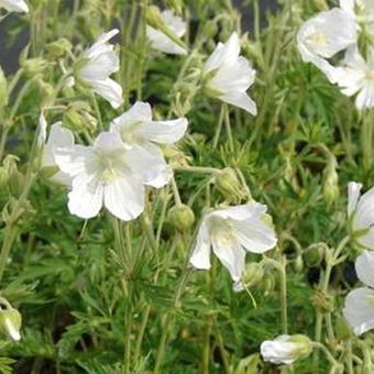 Geranium pratense var. pratense f. albiflorum 'Silver Queen'