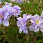 Geranium pratense 'Summer Skies'