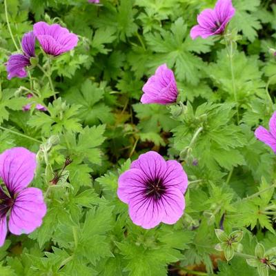 Geranium psilostemon 'Bressingham Flair' - 