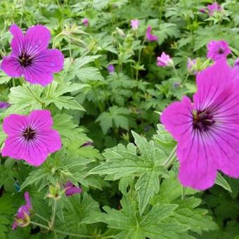 Geranium psilostemon 'Red Admiral'