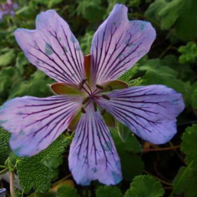 Geranium Renardii 'Zetterlund' - 