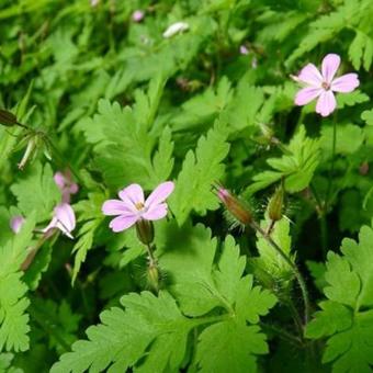 Geranium robertianum