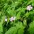 Geranium robertianum