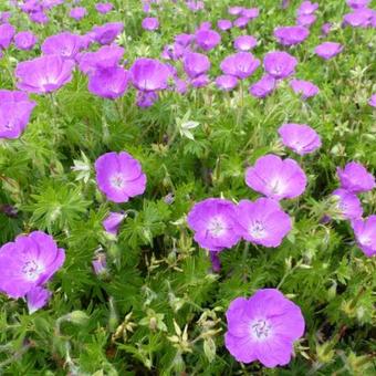 Geranium sanguineum