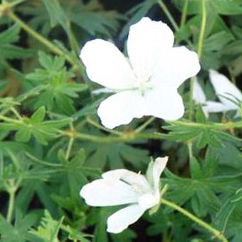 Geranium sanguineum 'Album'