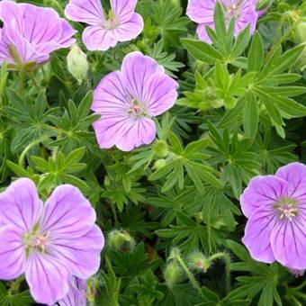 Geranium sanguineum 'Canon Miles'