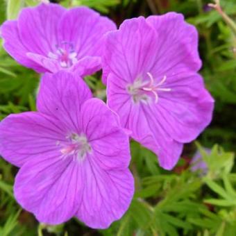 Geranium sanguineum 'Cedric Morris'