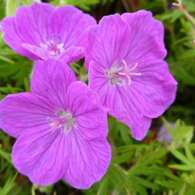 Geranium sanguineum 'Cedric Morris' - 