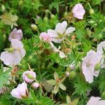 Geranium sanguineum 'Compactum'