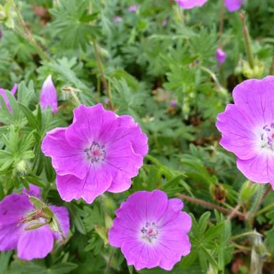 Geranium sanguineum 'Elsbeth' - Geranium sanguineum 'Elsbeth'