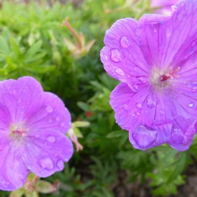 Geranium sanguineum 'Glenluce - 