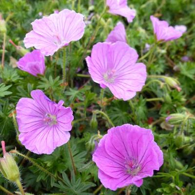 Geranium sanguineum 'John Innes' - 