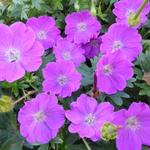 Geranium sanguineum 'Max Frei' - 