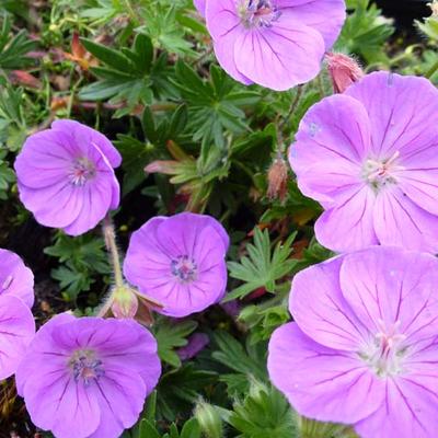 Geranium sanguineum 'Nanum' - Geranium sanguineum 'Nanum'