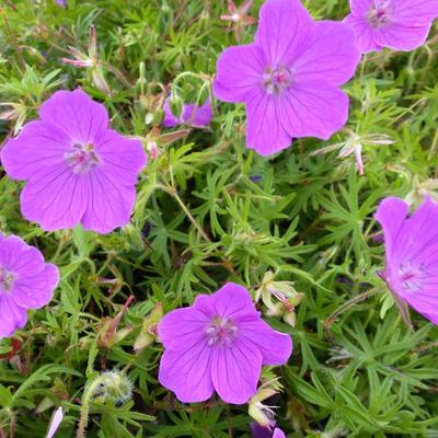 Geranium sanguineum 'Vision' - 