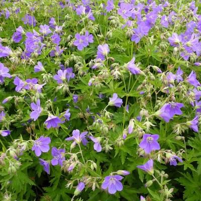 Geranium sylvaticum 'Birch Lilac' - 