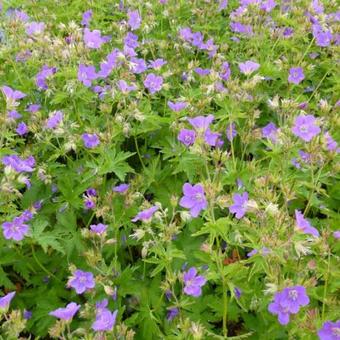 Geranium sylvaticum 'Bridget Lion'