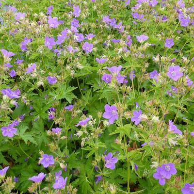 Geranium sylvaticum 'Bridget Lion' - 