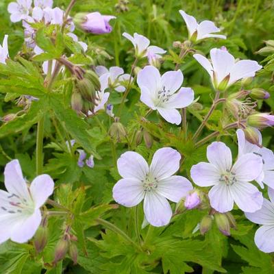 Geranium sylvaticum 'Ice Blue' - 