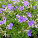 Geranium sylvaticum 'Mayflower'