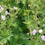 Geranium sylvaticum f. roseum