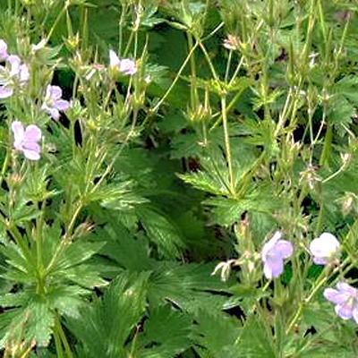 Geranium sylvaticum f. roseum - 