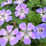 Geranium - Storchschnäbel