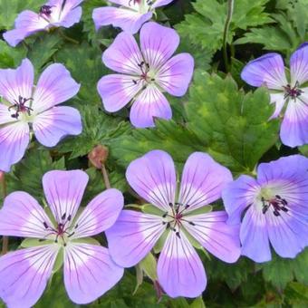 Geranium