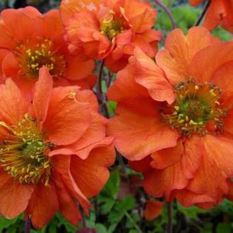 Geum chiloense 'Dolly North'