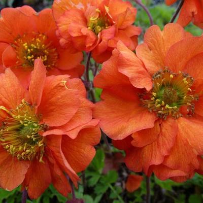 Geum chiloense 'Dolly North' - 