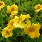 Geum chiloense 'Lady Stratheden' - 