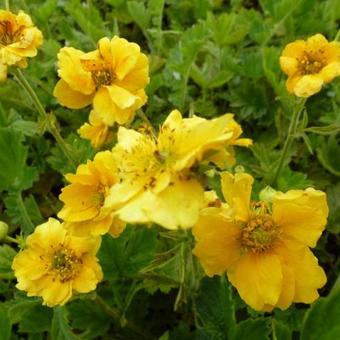 Geum chiloense 'Lady Stratheden'