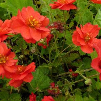 Geum chiloense 'Mrs Bradshaw'