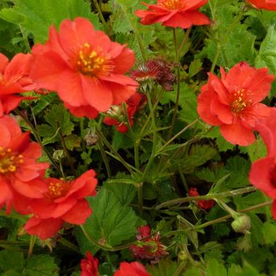 Geum chiloense 'Mrs Bradshaw' - 