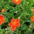 Geum coccineum 'Borisii'