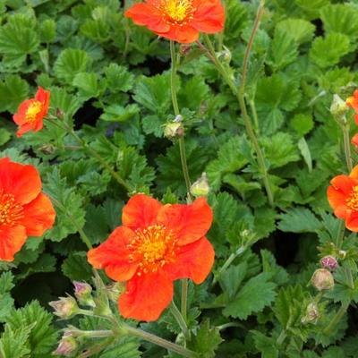 Geum coccineum 'Borisii' - 