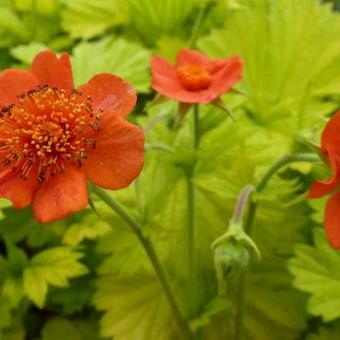 Geum coccineum 'Eos'