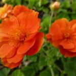 Geum coccineum 'Feuermeer' - 