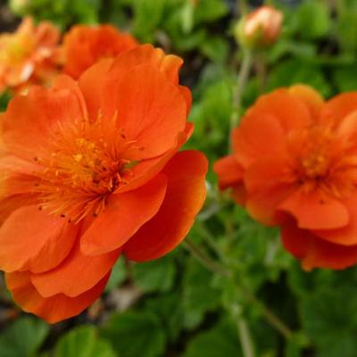 Geum coccineum 'Feuermeer' - 