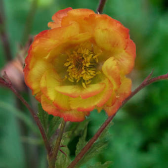 Geum coccineum 'Nonna'