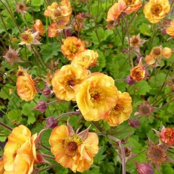 Geum COCKTAIL 'Alabama Slammer'