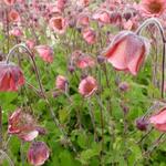 Geum 'Bell Bank' - 