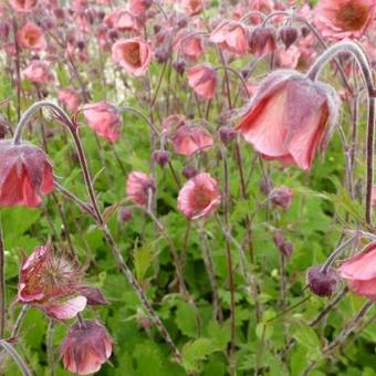 Geum 'Bell Bank'