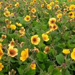 Geum coccineum 'Carlskaer' - 