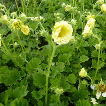 Geum COCKTAIL 'Gimlet'